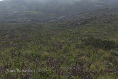 Phlebophyllum kunthianum